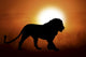 Silhouette of a lion in sunset Wall Mural