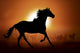 Silhouette of a horse in sunset Wall Mural