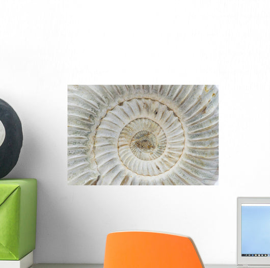 Perisphinctes, ammonite fossile, Madagascar Wall Mural