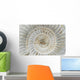 Perisphinctes, ammonite fossile, Madagascar Wall Mural