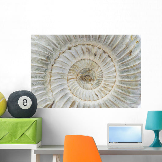 Perisphinctes, ammonite fossile, Madagascar Wall Mural