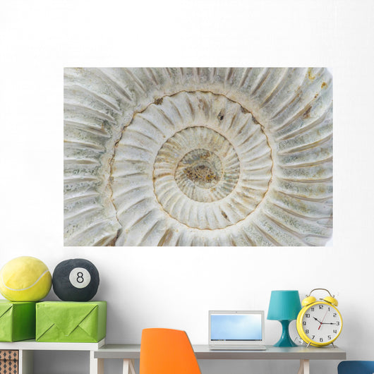 Perisphinctes, ammonite fossile, Madagascar Wall Mural
