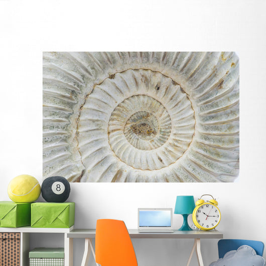 Perisphinctes, ammonite fossile, Madagascar Wall Mural