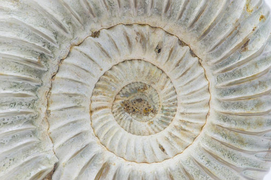 Perisphinctes, ammonite fossile, Madagascar Wall Mural