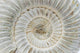 Perisphinctes, ammonite fossile, Madagascar Wall Mural