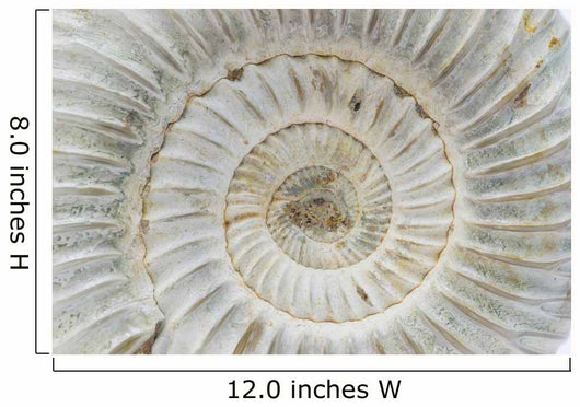 Perisphinctes, ammonite fossile, Madagascar Wall Mural