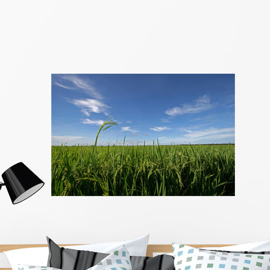 paddy field Wall Mural