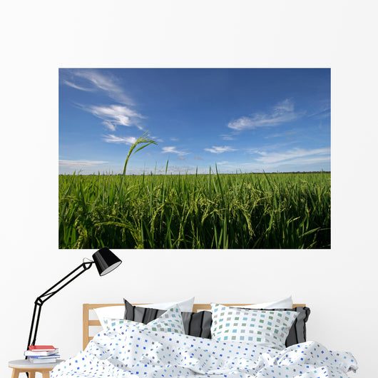 paddy field Wall Mural