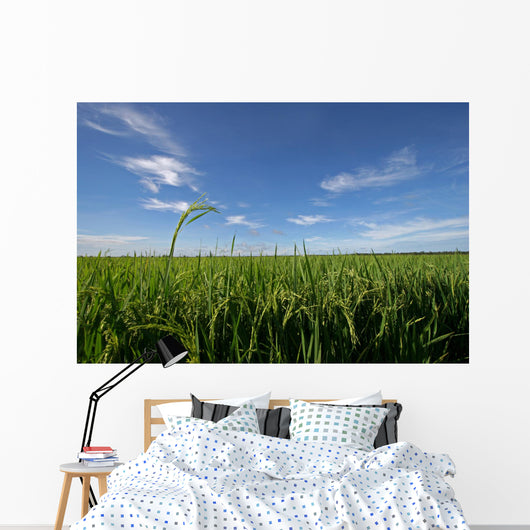 paddy field Wall Mural