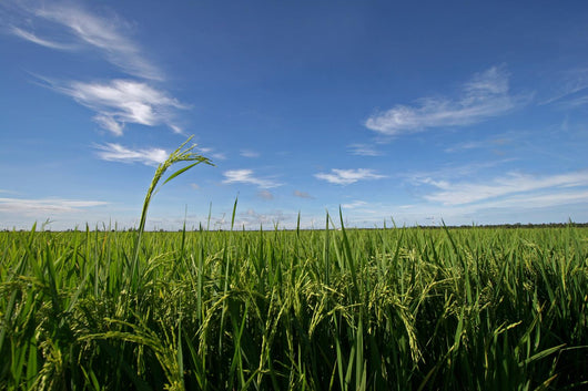 paddy field Wall Mural