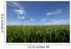 paddy field Wall Mural