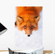 red fox Wall Mural