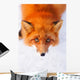 red fox Wall Mural