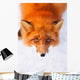 red fox Wall Mural