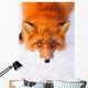 red fox Wall Mural