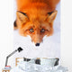 red fox Wall Mural