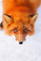 red fox Wall Mural