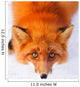 red fox Wall Mural