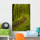 Path Spring Green Forest