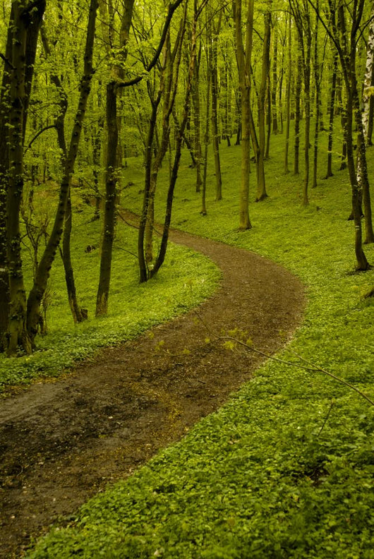 Path Spring Green Forest
