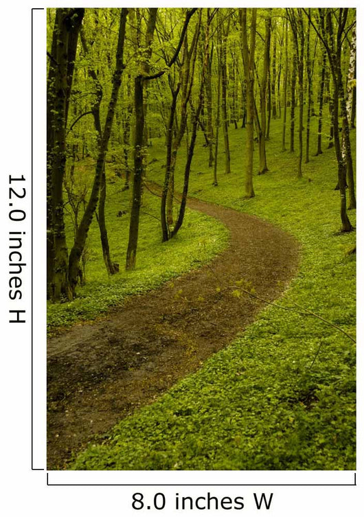 Path Spring Green Forest