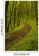 Path Spring Green Forest