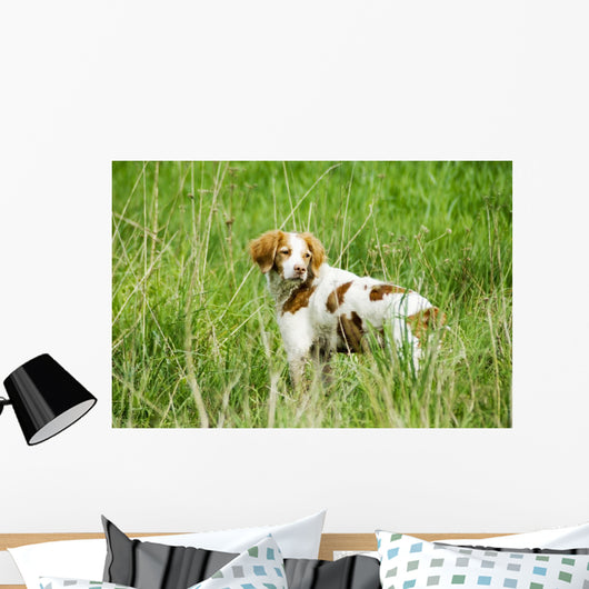 Adult Brittany002 Wall Mural