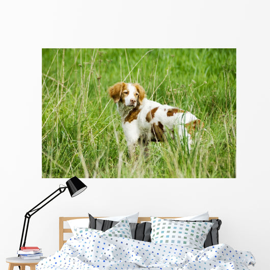 Adult Brittany002 Wall Mural