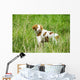 Adult Brittany002 Wall Mural