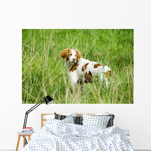 Adult Brittany002 Wall Mural