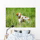 Adult Brittany002 Wall Mural