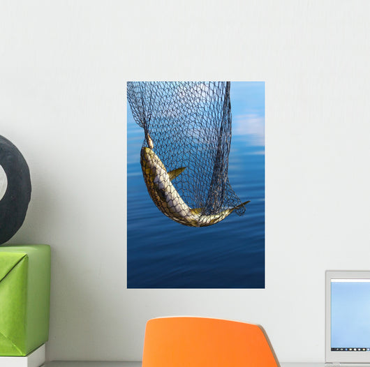 Trout in scoopnet. Wall Mural