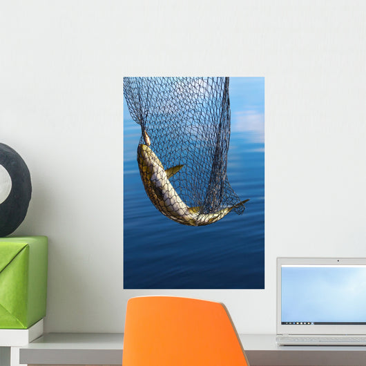 Trout in scoopnet. Wall Mural