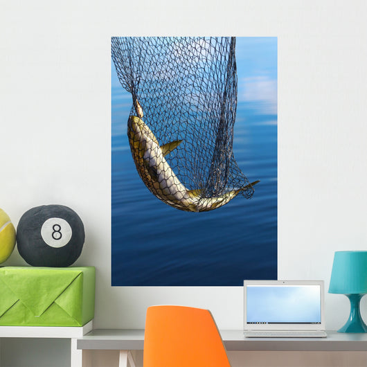 Trout in scoopnet. Wall Mural