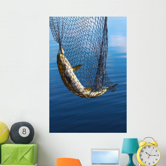 Trout in scoopnet. Wall Mural