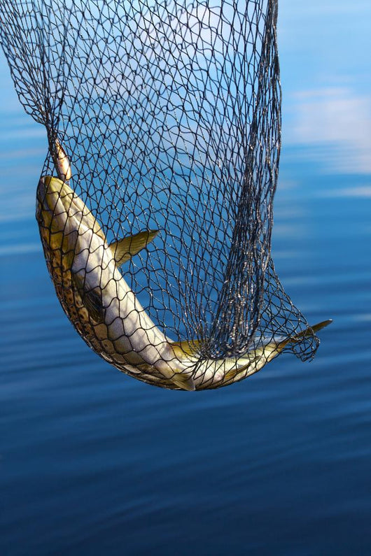 Trout in scoopnet. Wall Mural