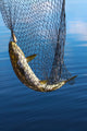 Trout in scoopnet. Wall Mural