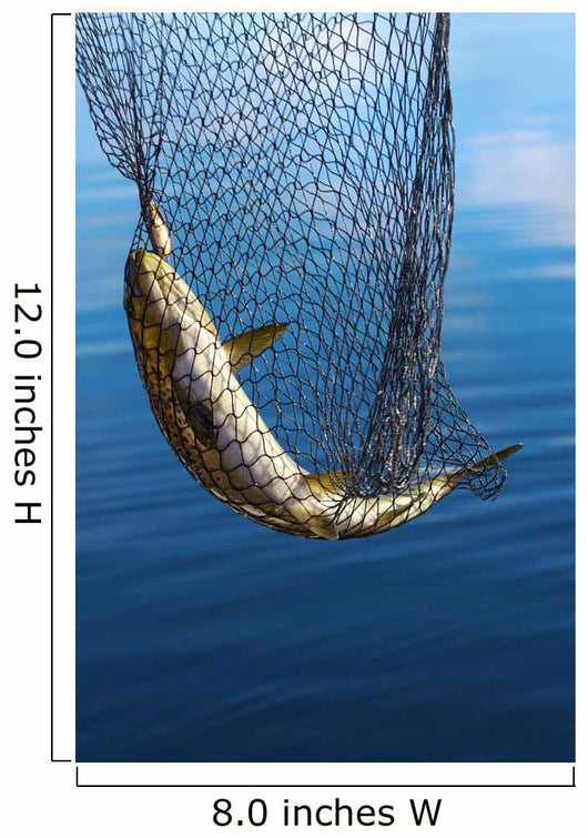 Trout in scoopnet. Wall Mural