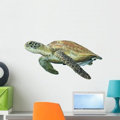 Sea Turtle White shown on a wall
