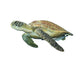 Sea Turtle White
