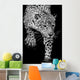 close up black and white Jaguar Portrait Wall Mural