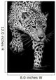 close up black and white Jaguar Portrait Wall Mural