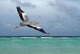 Freedom Flight Wall Mural