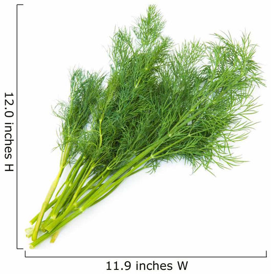 Fresh fennel Wall Decal