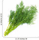 Fresh fennel Wall Decal