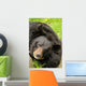Black bear Wall Mural