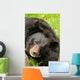 Black bear Wall Mural
