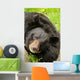 Black bear Wall Mural