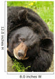 Black bear Wall Mural