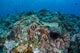 Coral Reef and Fish Wall Mural